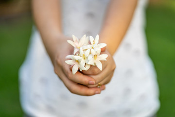Obraz na płótnie Canvas Millingtonia hortensis or Tree jasmine or Indian cork tree flower in asian women's hand.