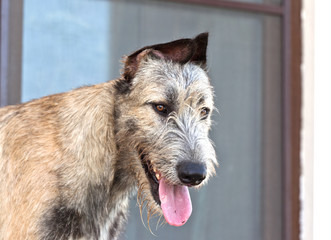 Fototapeta premium Dog breed irish wolfhound smiling portrait on window background