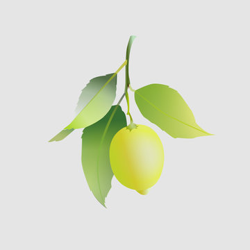 Lemon fruit with leaves isolated on light gray background. Fresh citrus. Vector illustration.