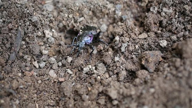 Ground Beetle (Carabus hortensis) digs itself out from under the ground