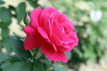 Red fresh rose blooming in a natural environment on a green park background