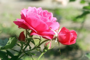 Red fresh rose blooming in a natural environment on a green park background