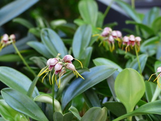 Orchid flowers in the garden