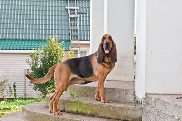 Dog breed bloodhound stands on the porch of the house - obrazy, fototapety, plakaty