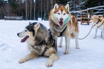 Two siberian husky funny face on the winter background. Pretty dogs. Animal concept.