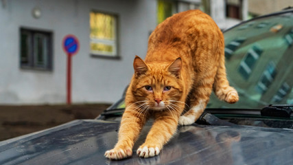 Naklejka premium Cute red stray cat sitting on the hood of the car on the street. Animal and homeless concept.