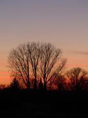 tree in sunset