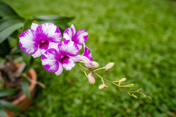 Beautiful blossom Dendrobium in garden