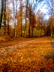 Beautiful Autumn and Fall Colors of Trees in Forest 