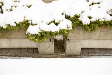 green ivy on the wall