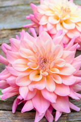 Beautiful summer dahlias in shades of pink and yellow.