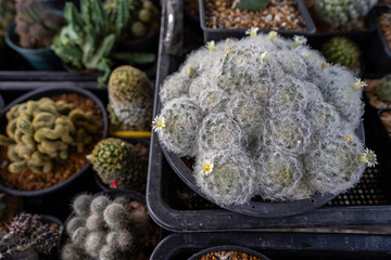 Different kind of cactus's for sale on market.