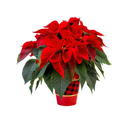 Vibrant red poinsettia in a tartan covered pot.