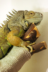 iguana on a branch