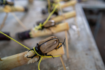 Rhinoceros Beetle,Scarab Beetle or Dynastes hercules on a sugar cane.