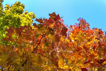 Autumn. Beautiful wallpaper. Leaves are red, yellow, green.