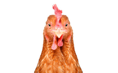 Portrait of a beautiful funny chicken, closeup, isolated on white background
