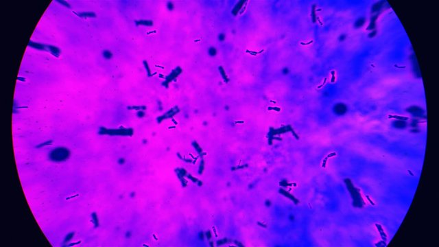 DNA Soup Blue
