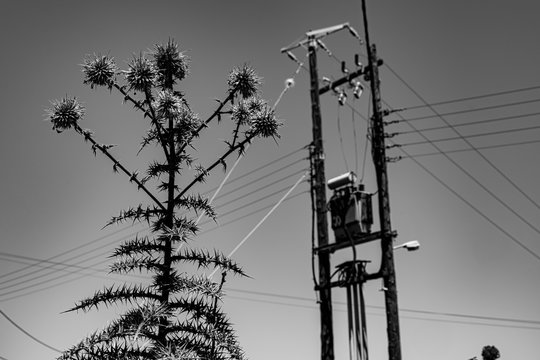 Electrical power lines cross the sky forming patterns over power poles and contrast with harsh prickly thistle plant