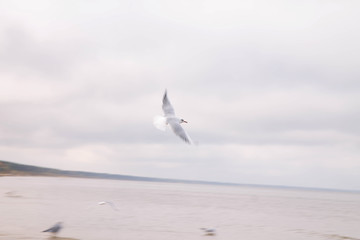 Gull flight