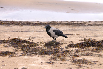 crow on the beach