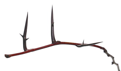 Acacia tree branch with thorns isolated on white background