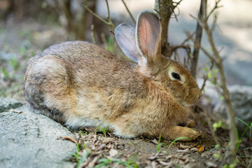 brown rabbit in shade