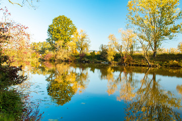 trees and forest on a foggy and later bright day
