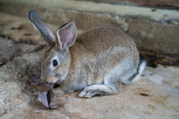 Cute rabbit laying indoor.