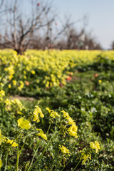 Obraz premium Field of beautiful colors. Nature, natural background. Image.