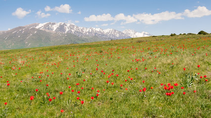 Fresh grass with red tulips in the spring sunshine in the foothills of the Tien Shan, Kazakhstan