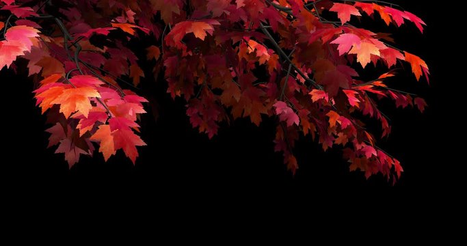 Foreground foliage plate. Red Maple, autumn, left side, light gusty breeze. Seamless loop. Two lighting versions and in-file luma matte for perfect, no-fringe alpha key over any background.