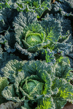 Cabbages from the Valencian orchard - Spain. Cabbage field. Image.
