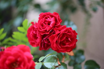 Kwitnące czerwone róże, krzew w ogrodzie - obrazy, fototapety, plakaty