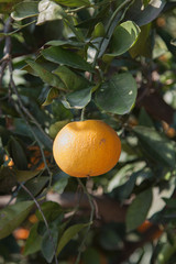 Oranges from the garden of Valencia - Spain. Image.