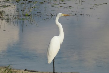 White heron at the marsh in Florida nature, closeup