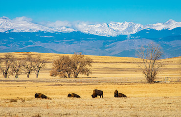 Fototapeta na wymiar Buffalo graze on the plains with snow capped Rock Mountains in the background.
