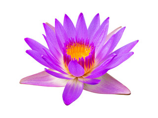 Fototapeta Purple violet lotus flower or water lily isolated on white background. obraz