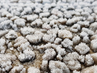 closeup of sea salt