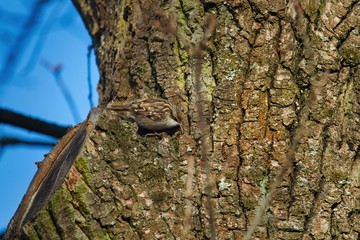 Ein Gartenbaumläufer klettert einen Baum entlang auf der Suche nach Insekten, Certhia brachydactyla