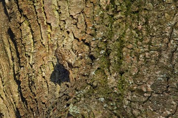 Ein Gartenbaumläufer klettert einen Baum entlang auf der Suche nach Insekten, Certhia brachydactyla