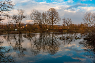 trees and forest on a foggy and later bright day