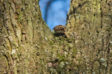 Ein Gartenbaumläufer klettert einen Baum entlang auf der Suche nach Insekten, Certhia brachydactyla