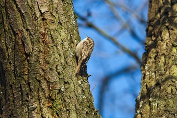 Ein Gartenbaumläufer klettert einen Baum entlang auf der Suche nach Insekten, Certhia brachydactyla