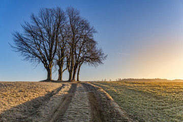 trees and forest on a foggy and later bright day