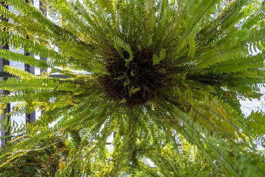 Fern Plant Hanging In Basket 