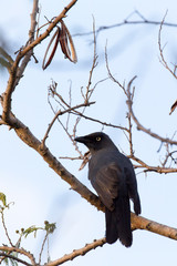 Strepera Fuliginosa, a crow like bird