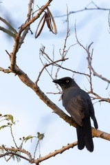 Strepera Fuliginosa, a crow like bird