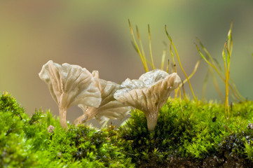 Arrhenia rikenii tiny light brown mushroom growing among moss plants