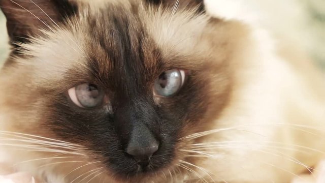 cute balinese siamese cat pet close up face with blue eyes, domestic.